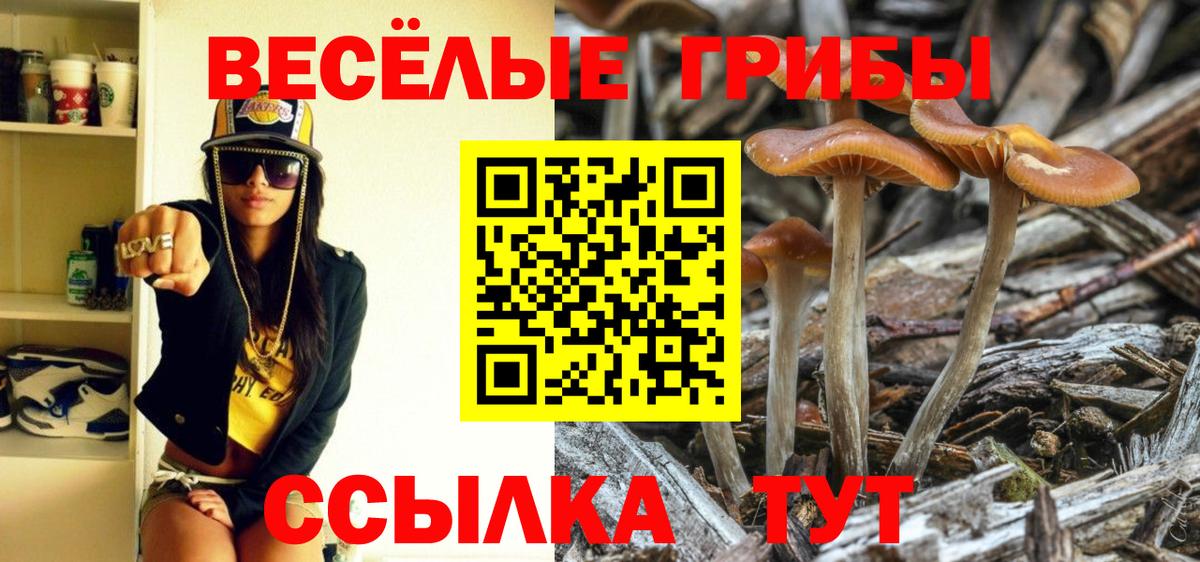 Псилоцибиновые грибы Cubensis Артёмовский